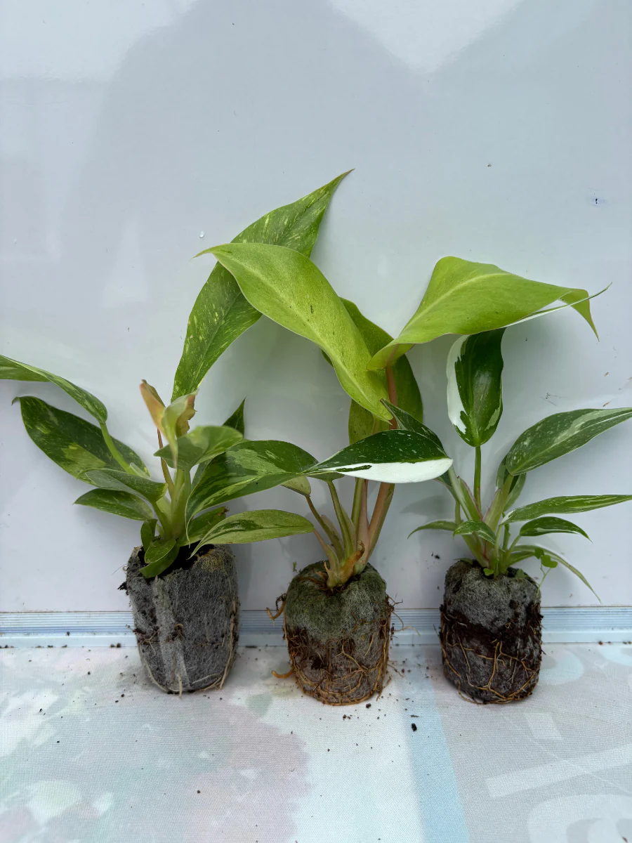 Variegated Philodendron Combo 777 (Ring of Fire Variegated, Jungle Fever Variegated, White Princess) - Image 3