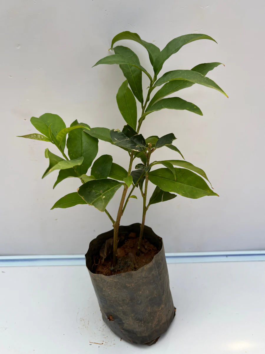 Yesterday Today Tomorrow (Brunfelsia Pauciflora) Rooted plant in poly bag - Image 3