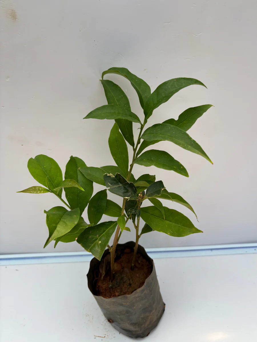 Yesterday Today Tomorrow (Brunfelsia Pauciflora) Rooted plant in poly bag - Image 4