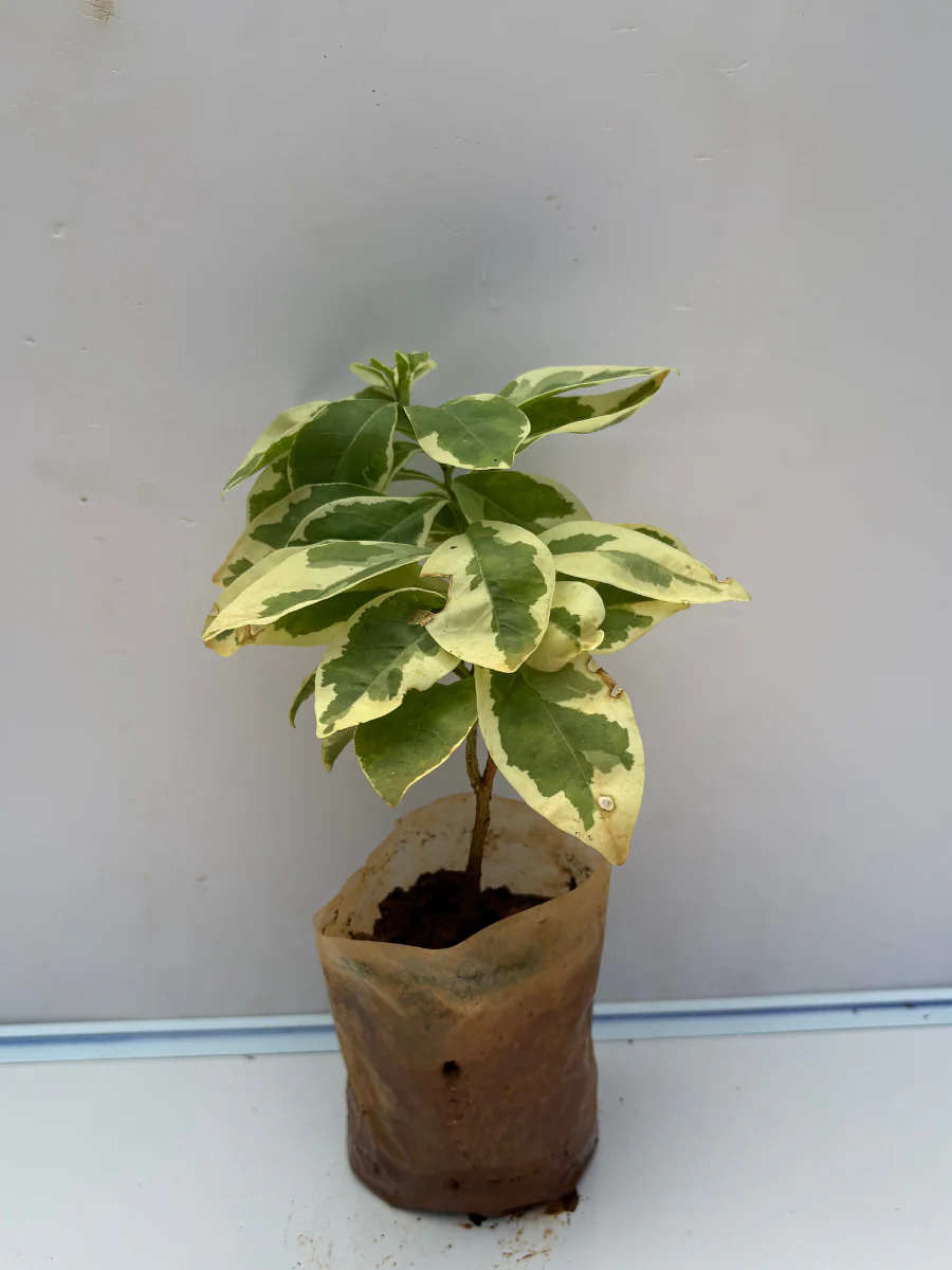 Yesterday Today Tomorrow (Variegated) Rooted plant in poly bag - Image 3