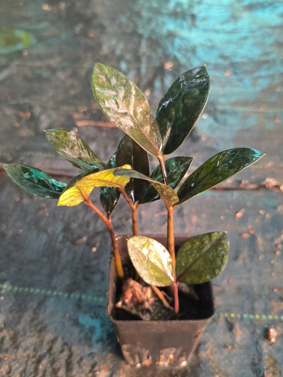 ZZ Black(Zamioculcas Zamiifolia) Multi Shooted Bushy Plant Without Pot - Image 4