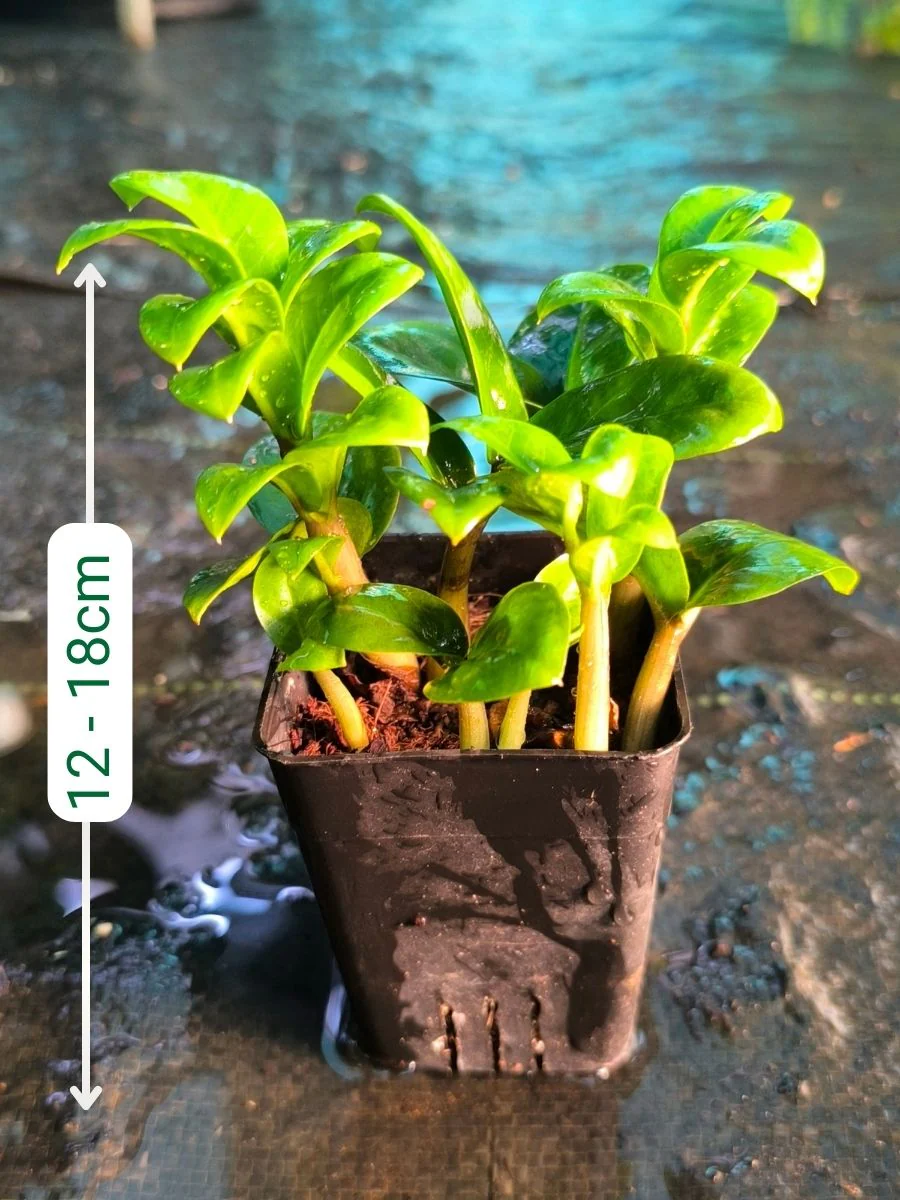 ZZ Dwarf (Zamioculcas Zamiifolia) Multi Shooted Bushy Plant Without Pot - Image 2