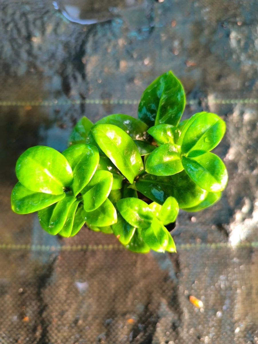 ZZ Dwarf (Zamioculcas Zamiifolia) Multi Shooted Bushy Plant Without Pot - Image 3