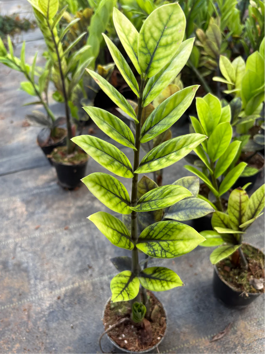 ZZ Green to Black Mutation  Multi Shooted Bushy Plant 4* potsize (Without Pot) - Image 3