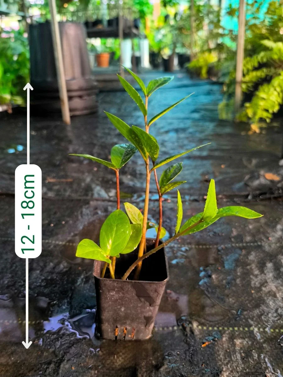 ZZ Green (Zamioculcas Zamiifolia) Multi Shooted Bushy Plant Without Pot - Image 2