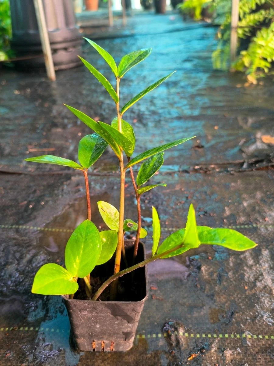 ZZ Green (Zamioculcas Zamiifolia) Multi Shooted Bushy Plant Without Pot - Image 3