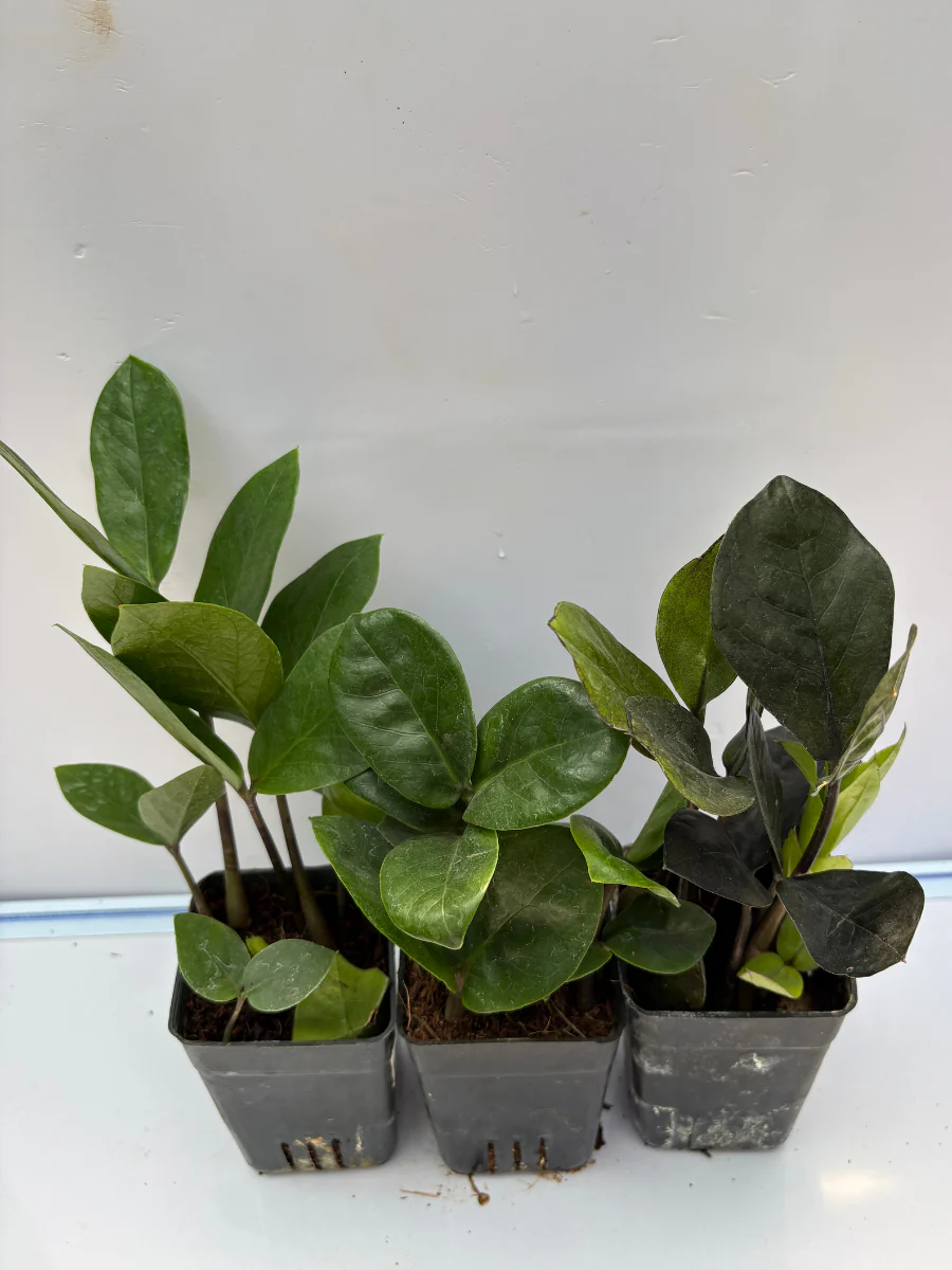 ZZ plant Combo 525 Black, Green and Green Dwarf (Rooted Plants Without Pot)