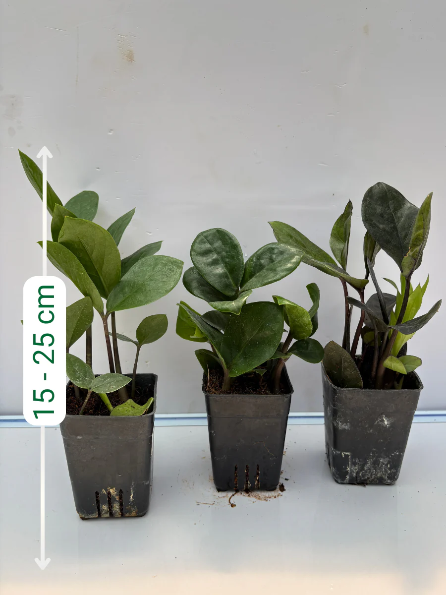 ZZ plant Combo 525 Black, Green and Green Dwarf (Rooted Plants Without Pot) - Image 2